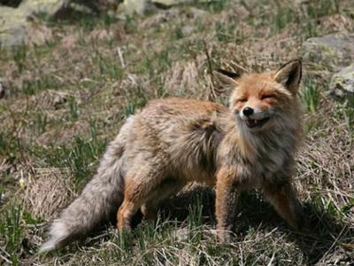LA FAUNA DEL PARCO